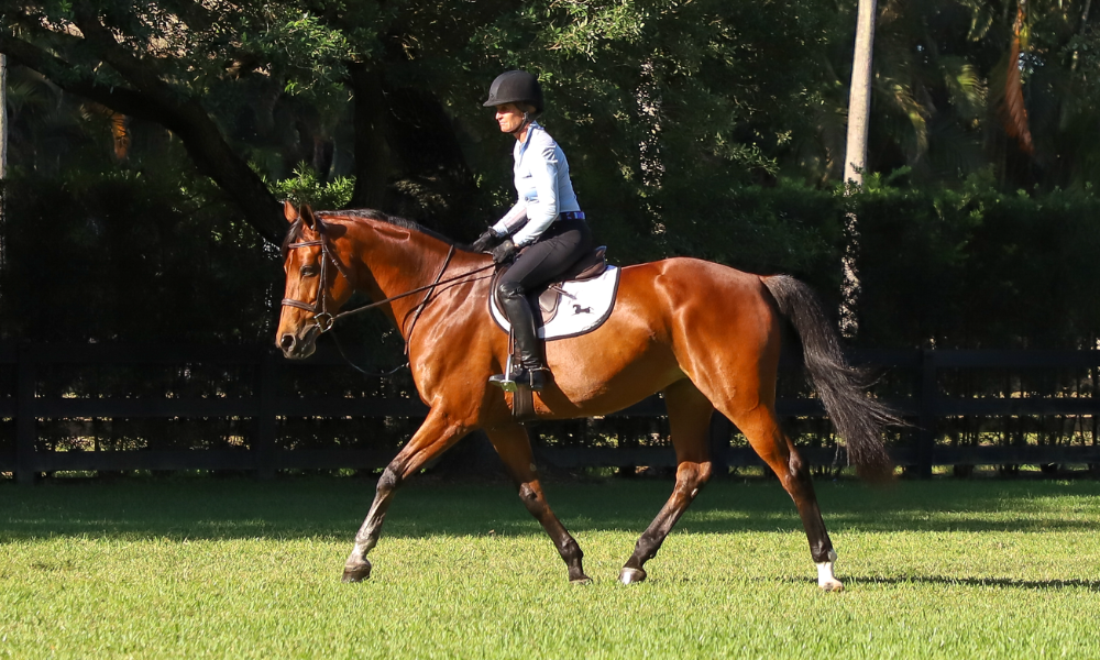 5 Top Flatwork Exercises for Horses (Beginners Guide)